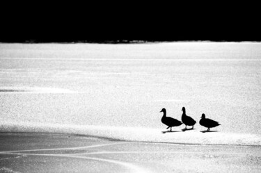 Photographie intitulée "Ducks on ice" par David Page, Œuvre d'art originale, Photographie numérique