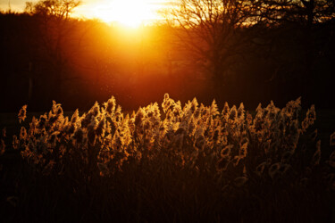 Photography titled "glowing reeds" by David Page, Original Artwork, Digital Photography