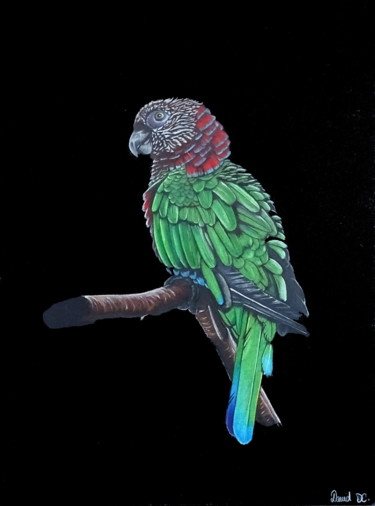 Dessin intitulée "Le perroquet vert" par David Da Costa, Œuvre d'art originale, Crayon