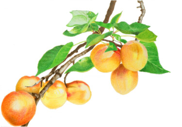 Disegno intitolato "Apricots" da Davide Novello, Opera d'arte originale, Matite colorate