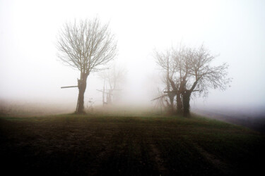 Fotografia zatytułowany „Trees in the fog” autorstwa Davide Novello, Oryginalna praca, Fotografia cyfrowa