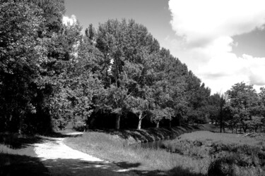 Fotografia zatytułowany „Birches in the sky” autorstwa Davide Novello, Oryginalna praca, Fotografia cyfrowa