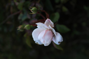 Fotografia intitolato "Rosa selvatica" da Davide Braito, Opera d'arte originale, Fotografia digitale
