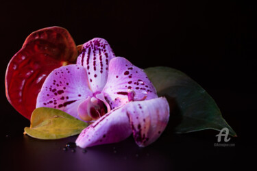 Photography titled "Orchidaceae" by Davide Marino, Original Artwork, Digital Photography Mounted on Wood Stretcher frame