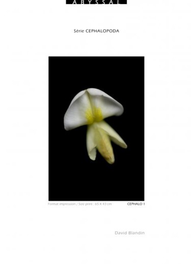 Photography titled "Calamar Floral" by David Blandin, Original Artwork