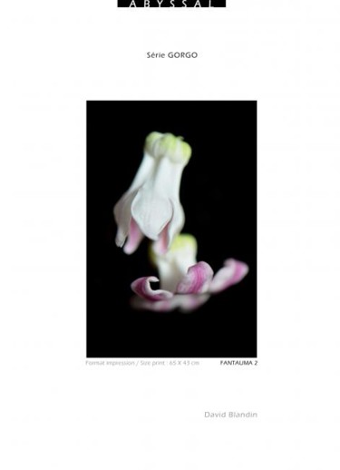 Photography titled "Poulpe Floral" by David Blandin, Original Artwork