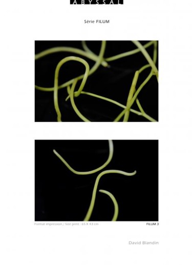 Photography titled "Filum vert" by David Blandin, Original Artwork