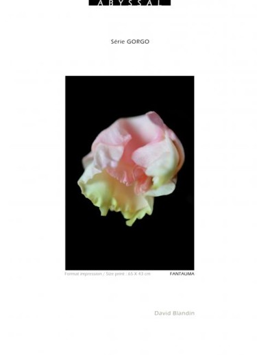 Photography titled "Rose Medusa" by David Blandin, Original Artwork