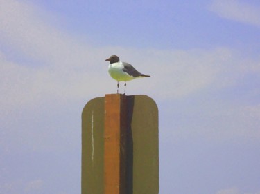 Digital Arts titled "bird on sign" by Ariel Velez, Original Artwork, Digital Painting
