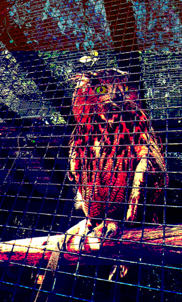 Fotografía titulada "owl will be free" por Ariel Velez, Obra de arte original, Fotografía digital