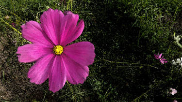 Fotografia intitulada "cosmos" por Mchris, Obras de arte originais, Fotografia Manipulada