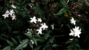 Photographie intitulée "jasmin" par Mchris, Œuvre d'art originale, Photographie numérique