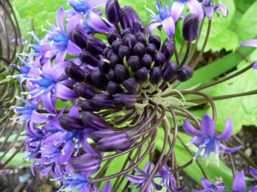 Photographie intitulée "Close Up of Purple…" par Deanna Che Lyn, Œuvre d'art originale, Photographie numérique