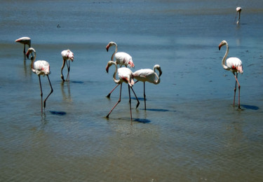 Fotografie getiteld "flamingo`s 1" door Thea De Gier, Origineel Kunstwerk