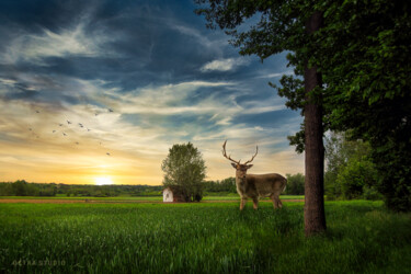 Photography titled "Deer in the field" by Dejan Travica, Original Artwork, Digital Photography