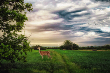Fotografie getiteld "Doe in the field" door Dejan Travica, Origineel Kunstwerk, Digitale fotografie