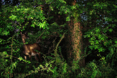 Fotografia zatytułowany „Doe in the bushes” autorstwa Dejan Travica, Oryginalna praca, Fotografia cyfrowa