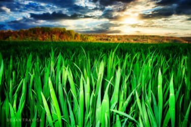 Photography titled "Wheat field" by Dejan Travica, Original Artwork, Digital Photography