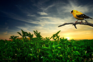 Fotografía titulada "Little yellow bird…" por Dejan Travica, Obra de arte original, Fotografía digital