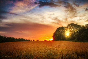 Photographie intitulée "Wheat field at suns…" par Dejan Travica, Œuvre d'art originale, Photographie numérique