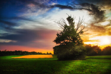 摄影 标题为“Lonely tree at suns…” 由Dejan Travica, 原创艺术品, 数码摄影