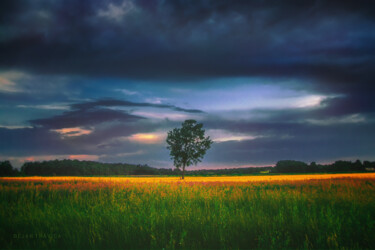 Photography titled "A Lonely tree in th…" by Dejan Travica, Original Artwork, Digital Photography