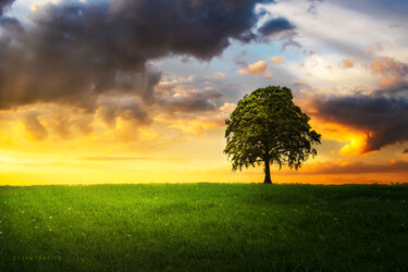 Фотография под названием "A lone tree under t…" - Dejan Travica, Подлинное произведение искусства, Цифровая фотография