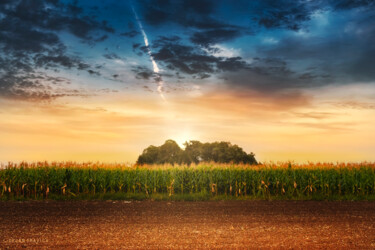 Photography titled "Corn in the field a…" by Dejan Travica, Original Artwork, Digital Photography