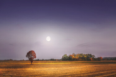Photography titled "Lonely tree in the…" by Dejan Travica, Original Artwork, Digital Photography