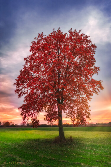 Фотография под названием "Lonely red tree" - Dejan Travica, Подлинное произведение искусства, Цифровая фотография
