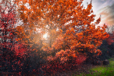 Photographie intitulée "Shining through the…" par Dejan Travica, Œuvre d'art originale, Photographie numérique