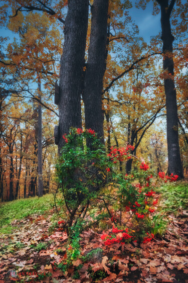 "Is it autumn or is…" başlıklı Fotoğraf Dejan Travica tarafından, Orijinal sanat, Dijital Fotoğrafçılık