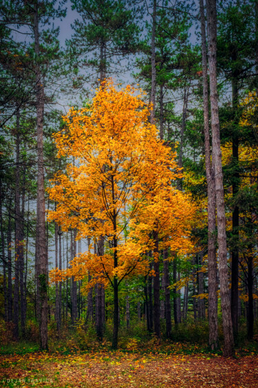 Photography titled "Yellow tree in the…" by Dejan Travica, Original Artwork, Digital Photography