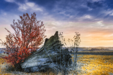 Fotografie mit dem Titel "An old stump in the…" von Dejan Travica, Original-Kunstwerk, Digitale Fotografie