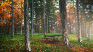 Fotografia intitolato "Bench in the woods" da Dejan Travica, Opera d'arte originale, Fotografia digitale