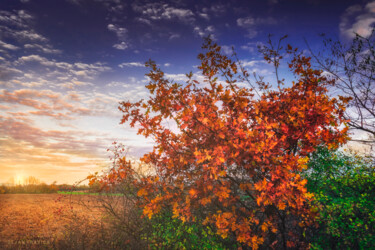 摄影 标题为“Autumn leaves on an…” 由Dejan Travica, 原创艺术品, 数码摄影