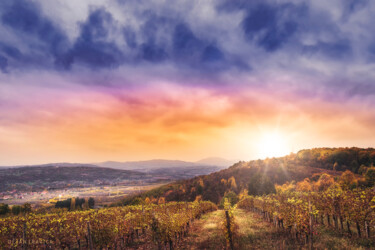 Photographie intitulée "Oplenac vineyards" par Dejan Travica, Œuvre d'art originale, Photographie numérique