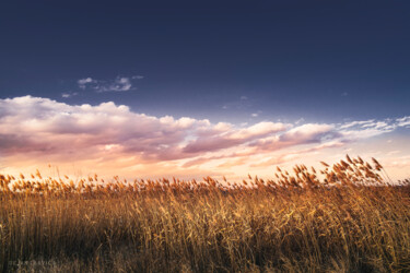Фотография под названием "Reed in the wind" - Dejan Travica, Подлинное произведение искусства, Цифровая фотография