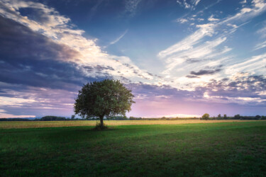 Фотография под названием "Lonely tree in the…" - Dejan Travica, Подлинное произведение искусства, Цифровая фотография