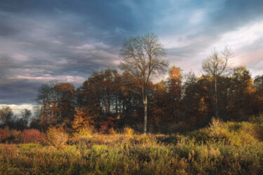 Fotografia intitolato "A small forest in t…" da Dejan Travica, Opera d'arte originale, Fotografia digitale