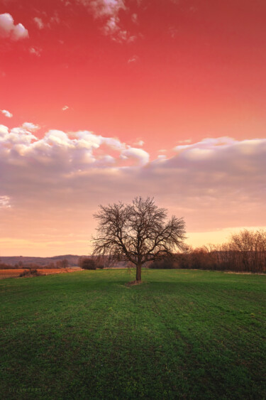 Фотография под названием "Bare tree in the fi…" - Dejan Travica, Подлинное произведение искусства, Цифровая фотография