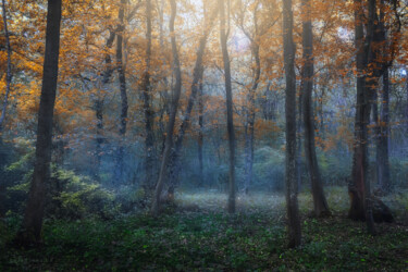 Fotografia zatytułowany „Dreamy forest in au…” autorstwa Dejan Travica, Oryginalna praca, Fotografia cyfrowa