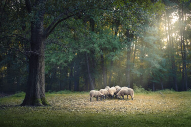 Fotografia intitulada "A flock of sheep is…" por Dejan Travica, Obras de arte originais, Fotografia digital