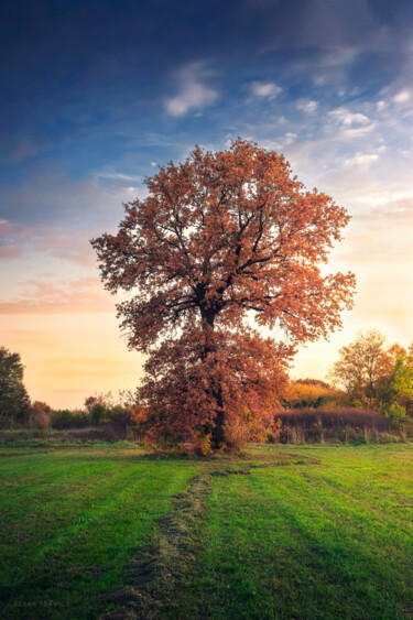 Fotografie mit dem Titel "Golden oak tree in…" von Dejan Travica, Original-Kunstwerk, Digitale Fotografie