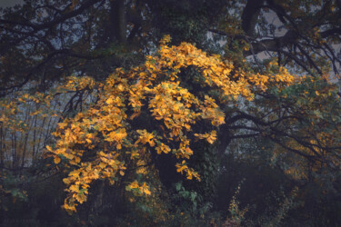 Fotografia zatytułowany „The old oak glows i…” autorstwa Dejan Travica, Oryginalna praca, Fotografia cyfrowa