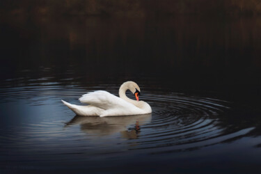 Fotografia intitolato "White swan in the l…" da Dejan Travica, Opera d'arte originale, Fotografia digitale