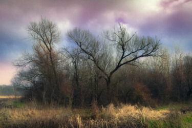 Fotografia zatytułowany „A sad grove in wint…” autorstwa Dejan Travica, Oryginalna praca, Fotografia cyfrowa
