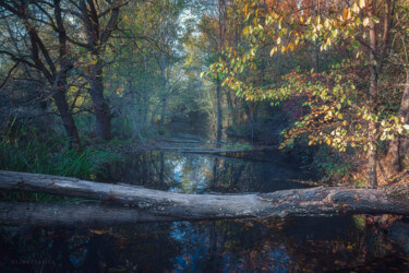 Fotografía titulada "Small forest river…" por Dejan Travica, Obra de arte original, Fotografía digital