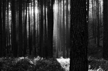 Photography titled "forest" by Den Lozinin, Original Artwork