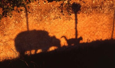 Photography titled "Histoire d'ombres .." by Denis Cauchoix, Original Artwork